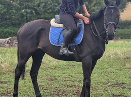 Super sweet 15.2hh 4yr Mare