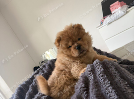 Puppy chow chow
