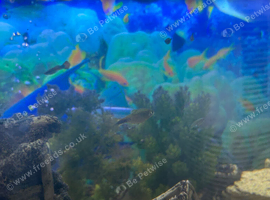 Fish tank and fish for sale