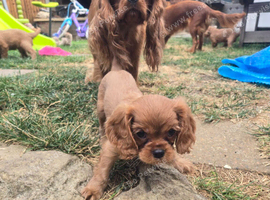 Beautiful pups