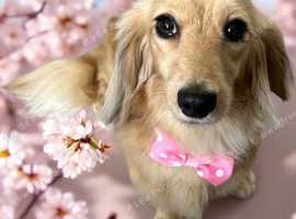 Short Bark and Sides Dog Groomers
