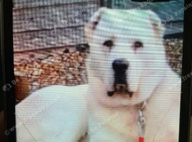 Arthur in need of a new home