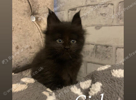 MAIN COON-  pure breed