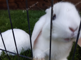 Mini Lops for sale