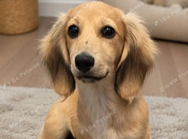 Beautiful longhaired miniature cream dachshund puppy