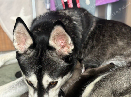 Adorable Siberian Huskies