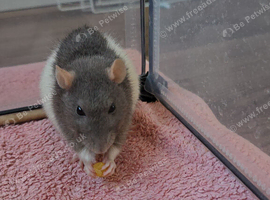 Group of 5 female rats