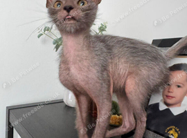 Lykoi Kitten
