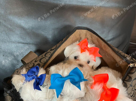 Gorgeous Litter of Maltese Puppies