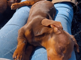 Beautiful miniature chocolate/tan female