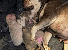 4 female french bulldogs puppies