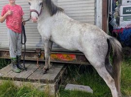 2yr Welsh a filly.