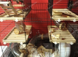 Hamster with Cage