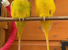 Dilute plumhead parrot pair for sale