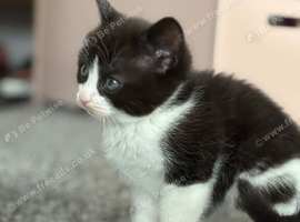 Kittens