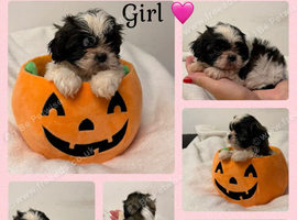 9 beautiful Shih Tuz Puppies