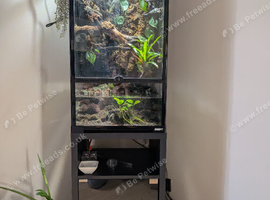 Established Planted Paludarium / Terrarium Setup