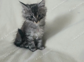 Beautiful mainecoon cross