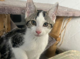 Kitten available