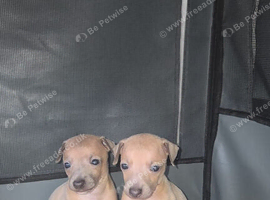 Italian greyhound puppy for sale