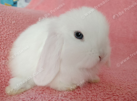 Selection of mini lop babies available