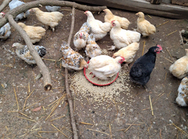 Pekin bantams