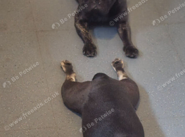 2 lovely girls french bulldog