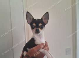 Chihuahua Girl puppy