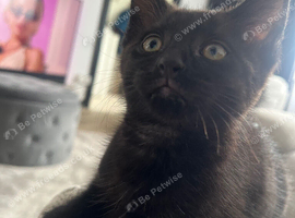 Black kitten
