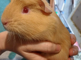 Guinea pigs available