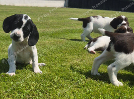 Cocker spaniel X  Springer spaniel pups
