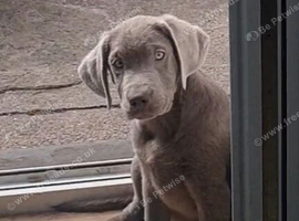 Stunning lab x newfoundland puppies