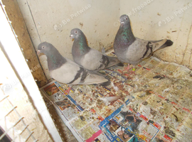 HGIH FLYS FOR SALE..