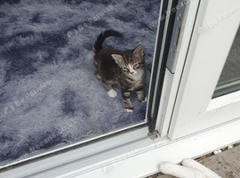 One kitten left