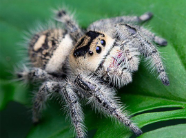 Phidippus regius - Regal Jumping Spider