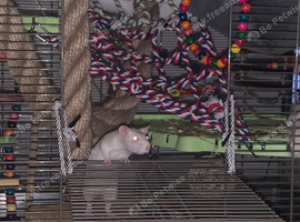 Female rats
