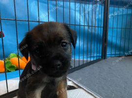 Border Terrier Puppies