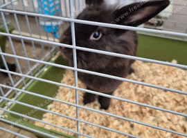 2 female rabbits
