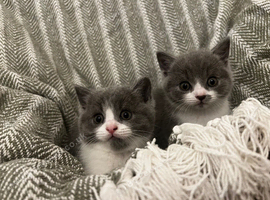 British short hair kittens