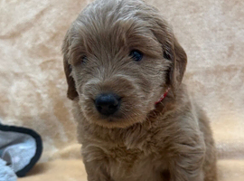 Sunning littler of Australian Double Doodles from Health screened parents