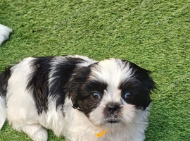 Shih Tzu puppies for sale