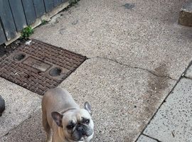 Female frenchie