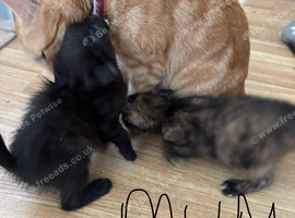 BEAUTIFUL GINGER/GINGER WHITE BOY KITTENS FOR SALE