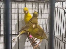 Canaries for new homes