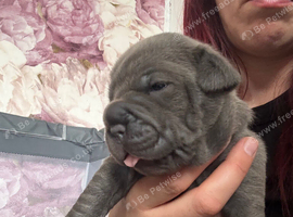 Olde English bulldog cross puppies for sale.