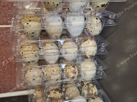 Quails (Jambo) eggs available