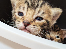 Beautiful tabby kitten