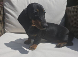 Female miniature dachshund