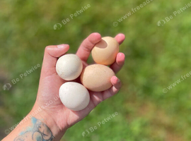 18 millefleur pekin bantam hatching eggs