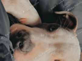 Staffie cross
